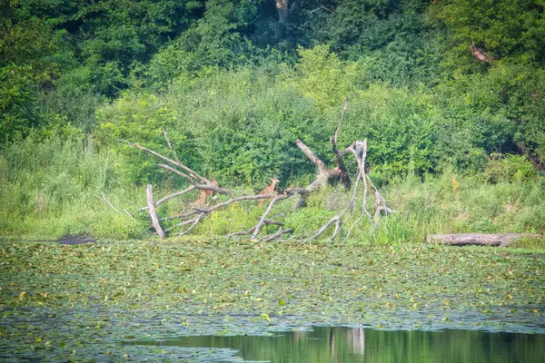 Zwei Rehschwänze Ufer Eines Mit Lilienkissen Bedeckten Teichs Einem Sommertag — Stockfoto