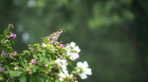 Pájaro Gorrión Casa Posado Una Rosa Sharon Hibisco Árbol Flores — Foto de Stock