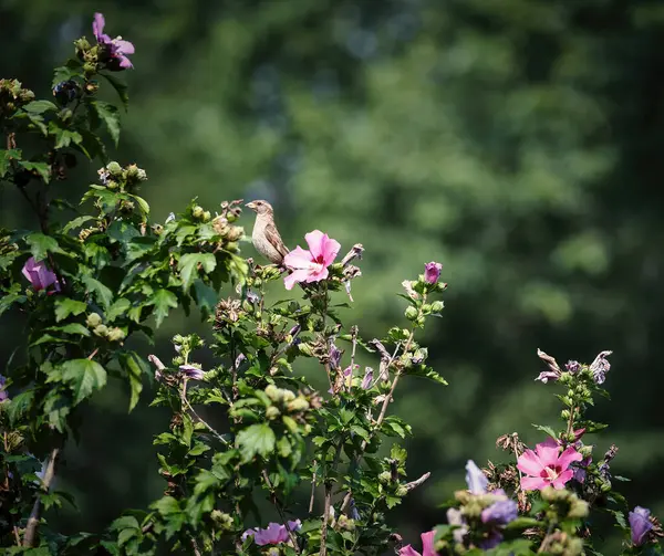 Haussperling Hockt Einem Sommertag Einer Rose Von Sharon Hibiskus Blütenbaum — Stockfoto