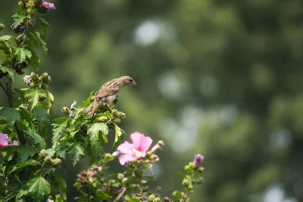 Pájaro Gorrión Casa Posado Una Rosa Sharon Hibisco Árbol Flores —  Fotos de Stock
