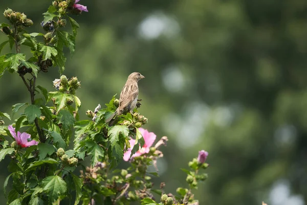 House Sparrow Bird Perched Rose Sharon Hibiscus Flower Tree Summer — Stock Photo, Image