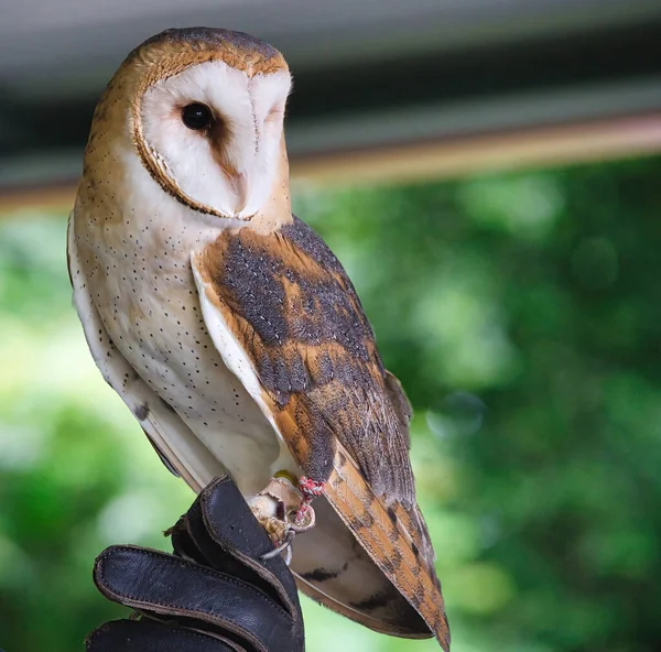 Falconry Barn Owl Klemt Falsk Hånd Sommerdag – stockfoto
