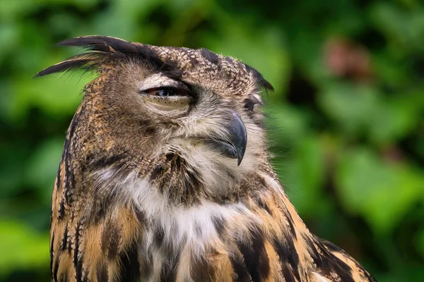 Falconry: Eurasian Eagle-Owl with eyes half closed on a summer day