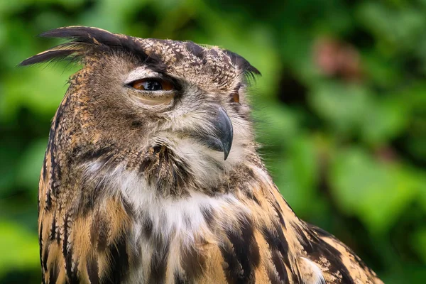 Falconry: Eurasian Eagle-Owl with eyes half closed on a summer day