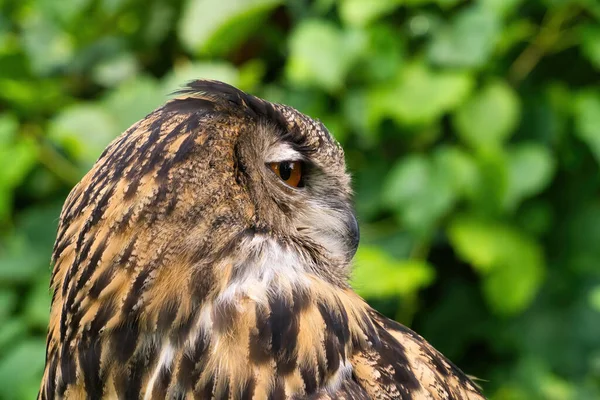 Falconry Eurasian Eagle Owl Ser Sidelengs Sommerdag – stockfoto