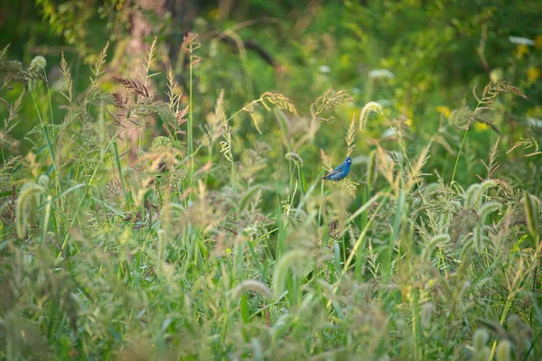 Indigo Bunting Bird Montre Ses Couleurs Bleues Parmi Végétation Terne — Photo