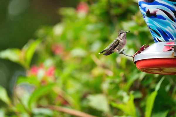 Juvenile male ruby-throated hummingbird shows his one red feather while on a nectar feeder on a summer day