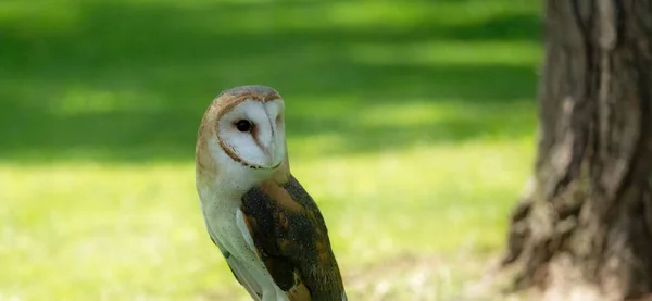 Closeup Barn Owl Summer Day — Stock Photo, Image
