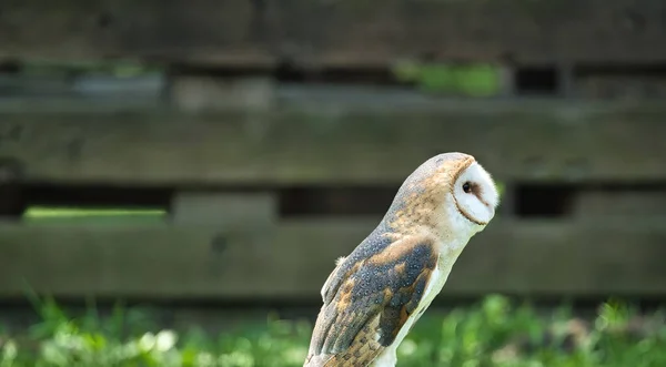 Closeup Barn Owl Summer Day — Stock fotografie