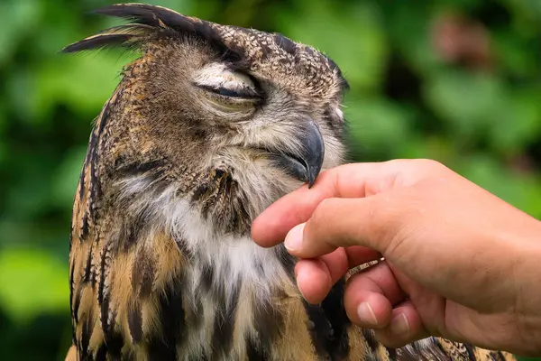 Falconry Eurasian Eagle Owl은 여름날 Falconer에 안심됩니다 스톡 이미지