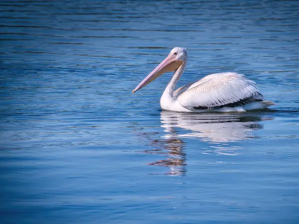 Weißpelikanvogel Schwimmt Einem Sonnigen Tag Über Einen Blauen See — Stockfoto