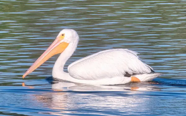 Weißpelikanvogel Schwimmt Einem Sonnigen Tag Über Einen Blauen See — Stockfoto