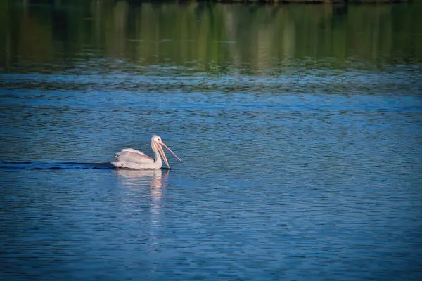 白ペリカン鳥は晴れた日に青い湖を渡って泳ぐ — ストック写真