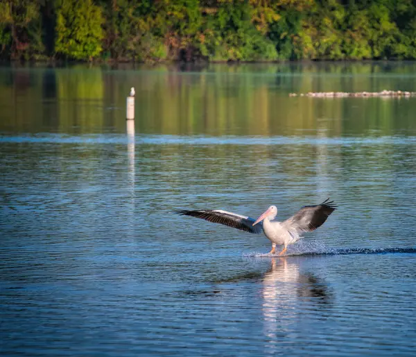 Der Weiße Pelikanvogel Landet Einem Sonnigen Tag Auf Einem Blauen — Stockfoto
