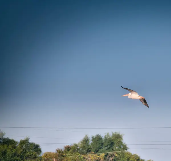 Pelikanvögel Fliegen Einem Sonnigen Tag Himmel Auf Einen See — Stockfoto