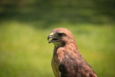 Bir Yaz Gününde Kızıl Kuyruklu Şahin Raptor Kuşunun Portresi