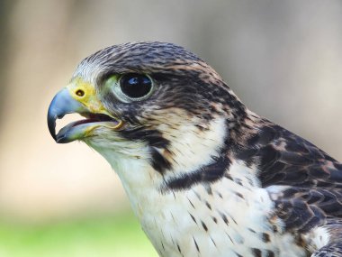 Bir Gry-Saker Şahin 'in Potrait' i Bir Yaz Gününde Melez Kuş