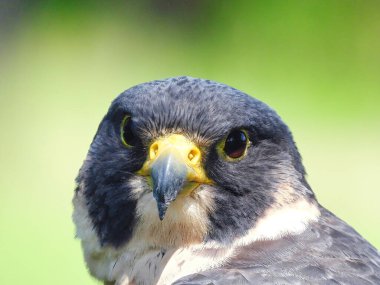 Peregrine Falcon Raptor Kuşu 'nun Yaz Gününde Potrait' i