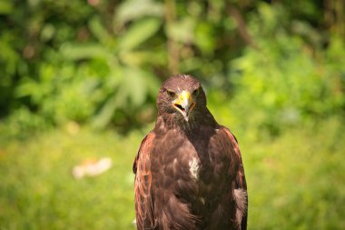 Harris Hawk Raptor Kuşunun Yaz Günündeki Potrait 'i