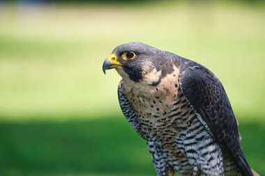 Peregrine Falcon Raptor Kuşu 'nun Yaz Gününde Potrait' i