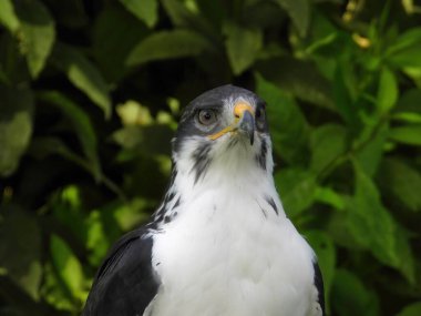 Bir Afrika Angur Akbabasının Potraiti (Buteo Angur) Yırtıcı Kuş Yaz Gününde