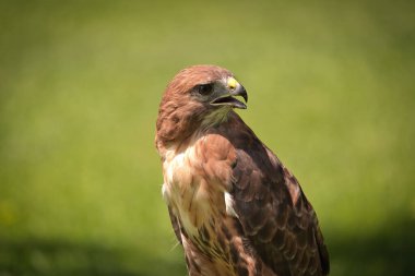 Bir Yaz Gününde Kızıl Kuyruklu Şahin Raptor Kuşunun Portresi