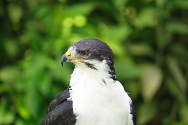 Bir Afrika Angur Akbabasının Potraiti (Buteo Angur) Yırtıcı Kuş Yaz Gününde