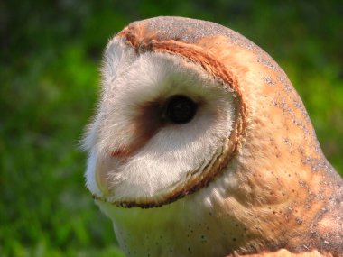Ahır Baykuşu 'nun Kapanışı: Güneşli bir yaz gününde bir Baykuş' un güzel yakın çekimi ve arka planda bulanık bir orman
