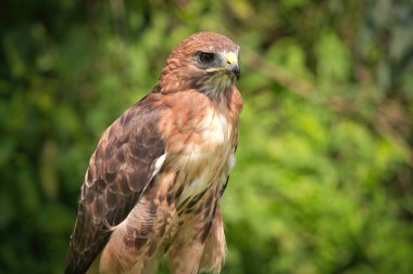Bir Yaz Gününde Kızıl Kuyruklu Şahin Raptor Kuşunun Portresi