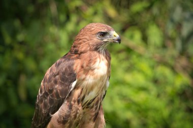 Bir Yaz Gününde Kızıl Kuyruklu Şahin Raptor Kuşunun Portresi