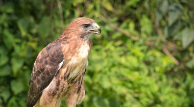 Bir Yaz Gününde Kızıl Kuyruklu Şahin Raptor Kuşunun Portresi