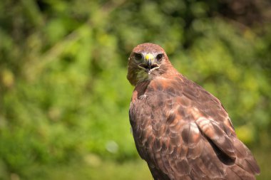 Bir Yaz Gününde Kızıl Kuyruklu Şahin Raptor Kuşunun Portresi