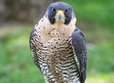 Peregrine Falcon Raptor Kuşu 'nun Yaz Gününde Potrait' i