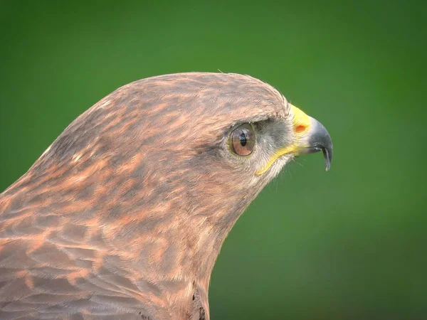 Portret Czerwono Ogoniastego Ptaka Hawk Raptor Letni Dzień — Zdjęcie stockowe