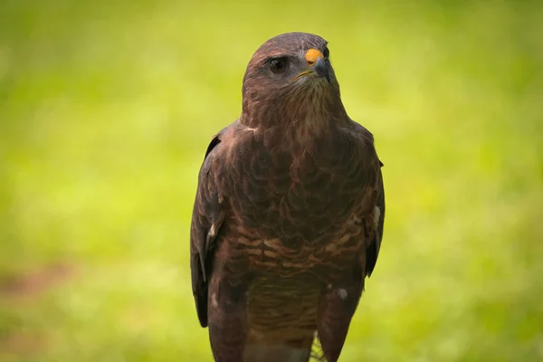 Potrait Van Harris Hawk Raptor Bird Een Zomerse Dag — Stockfoto