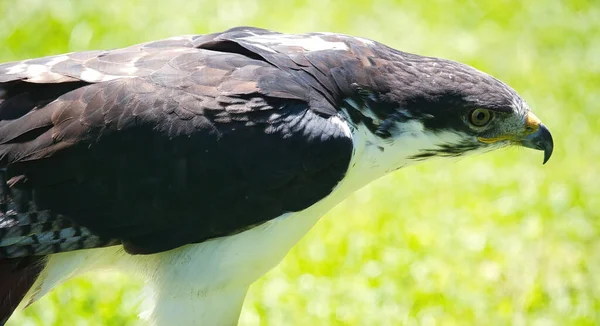 Potrait Une Buse Angur Africaine Buteo Angur Raptor Bird Summer — Photo
