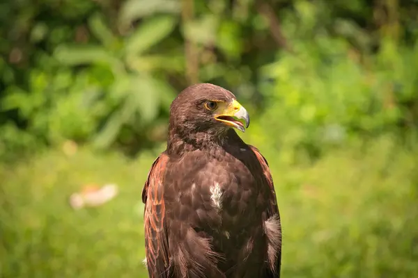Potrait Harris Hawk Raptor Bird Egy Nyári Napon — Stock Fotó