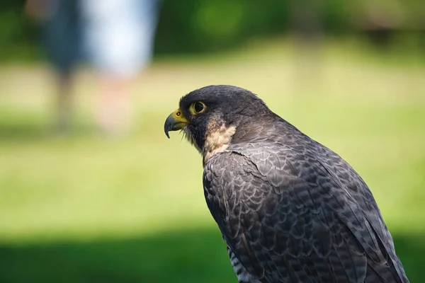 Potrait Peregrine Falcon Raptor Bird Egy Nyári Napon — Stock Fotó