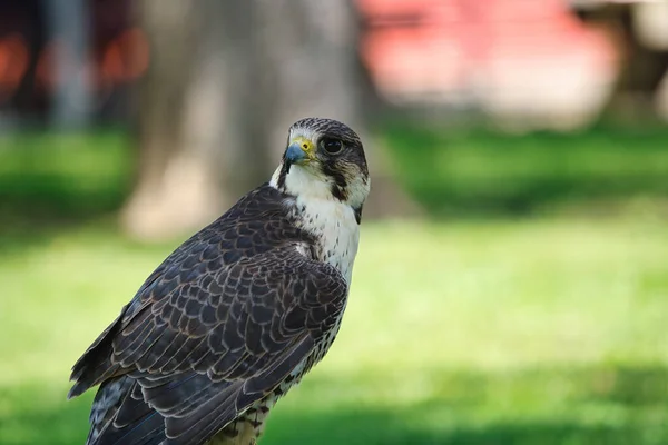 Potrait Egy Gry Saker Falcon Hibrid Raptor Bird Egy Nyári — Stock Fotó