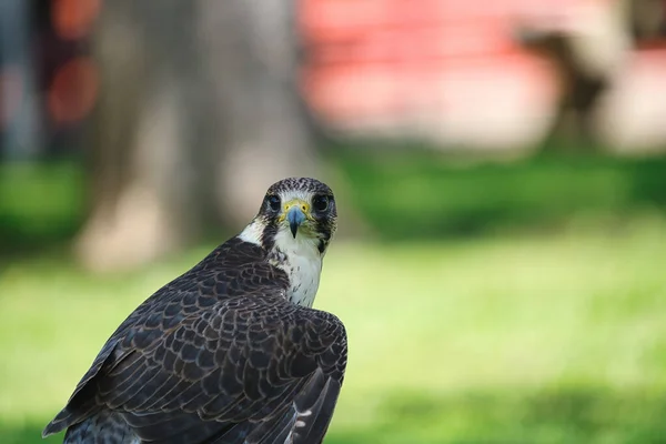 Potrait Egy Gry Saker Falcon Hibrid Raptor Bird Egy Nyári — Stock Fotó