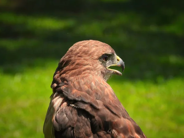 Portrait Red Tailed Hawk Raptor Bird Summer Day — Stock Photo, Image