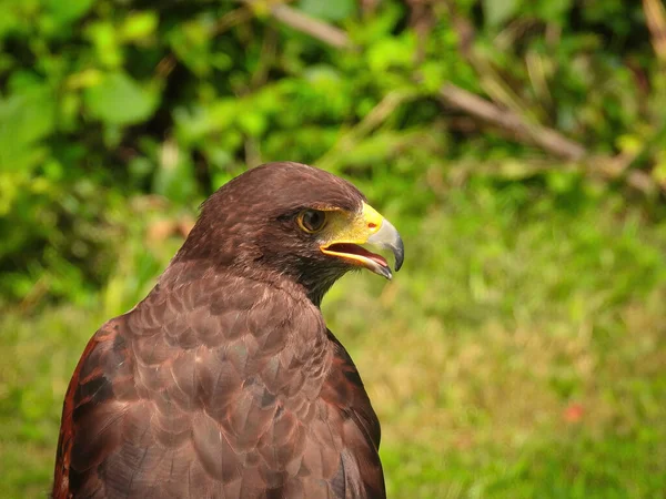 Harris Hawk Raptor Kuşunun Yaz Günündeki Potrait — Stok fotoğraf
