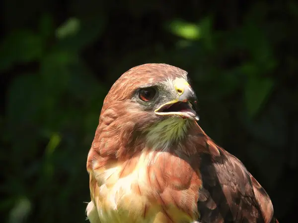 Retrato Pássaro Raptor Falcão Cauda Vermelha Dia Verão — Fotografia de Stock