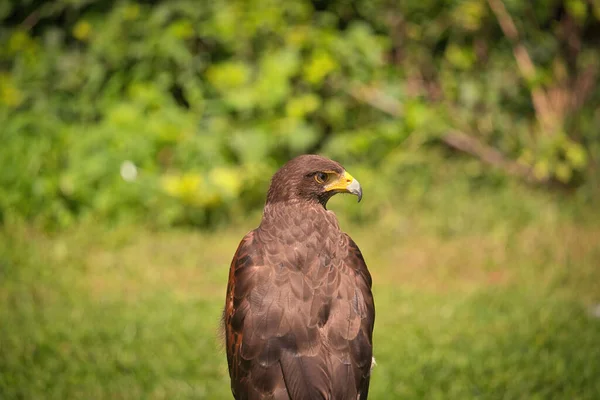 Potrait Harris Hawk Raptor Bird Día Verano — Foto de Stock