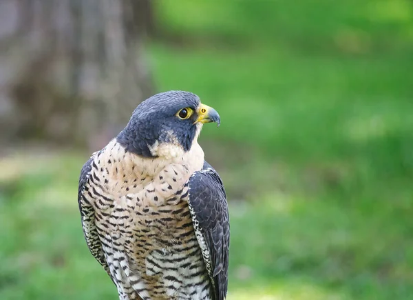 Potrait Peregrine Falcon Raptor Bird Letní Den — Stock fotografie