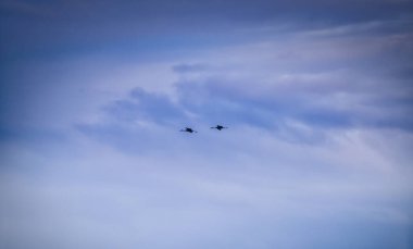 Göç sırasında Kum Tepesi Turnaları Bulutlu Fırtınalı Gökyüzünde Uçuyor