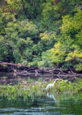 Akbalıkçılkuşu, yaz günlerinde arka planda bir ormanla birlikte, düşük seviyeli sularda nilüferler ve çimenler arasında gezinir.
