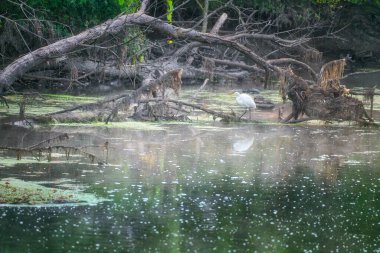 Akbalıkçılkuşu devrilmiş bir ağaçta yürüyor ve bir yaz günü bir derenin suyuna yansıyor.