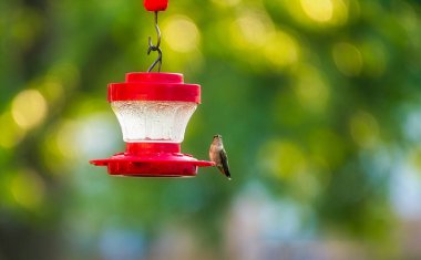 Ruby-Throated Hummingbird bir yaz günü nektar besleyicisinin üzerine oturur.