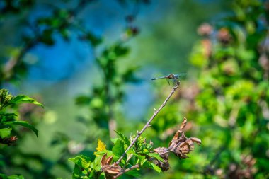 Blue Dasher Yusufçuğu bir yaz günü bir amber bitkisinin dalına tutunur.